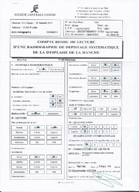 Du Jardin Des Canailloux - RESULTAT DYSPLASIE ICE
