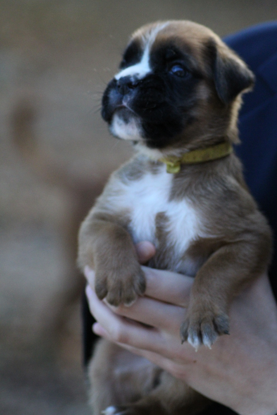 Du Jardin Des Canailloux - Chiots disponibles - Boxer