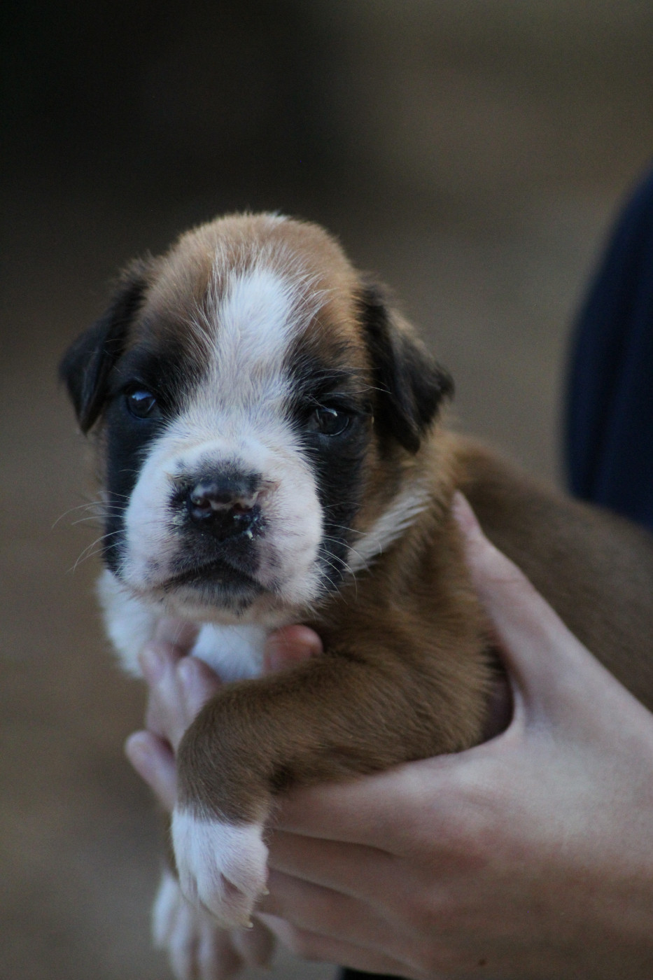 Du Jardin Des Canailloux - Chiots disponibles - Boxer