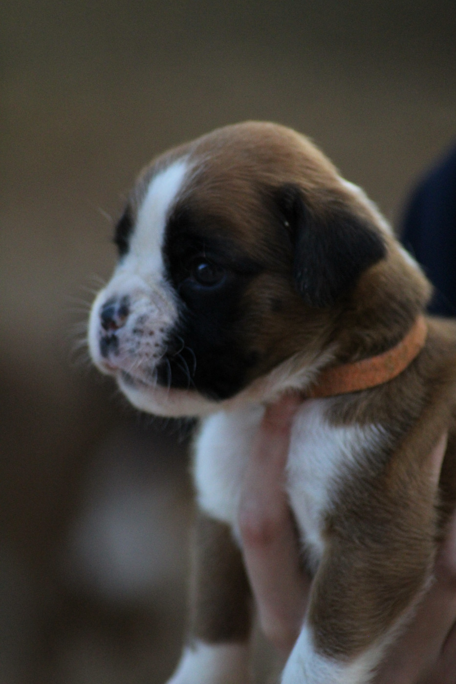 Du Jardin Des Canailloux - Chiots disponibles - Boxer