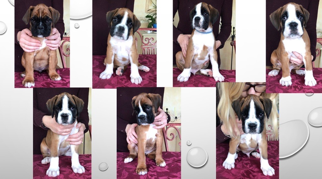 Du Jardin Des Canailloux - Boxer - Portée née le 13/11/2019