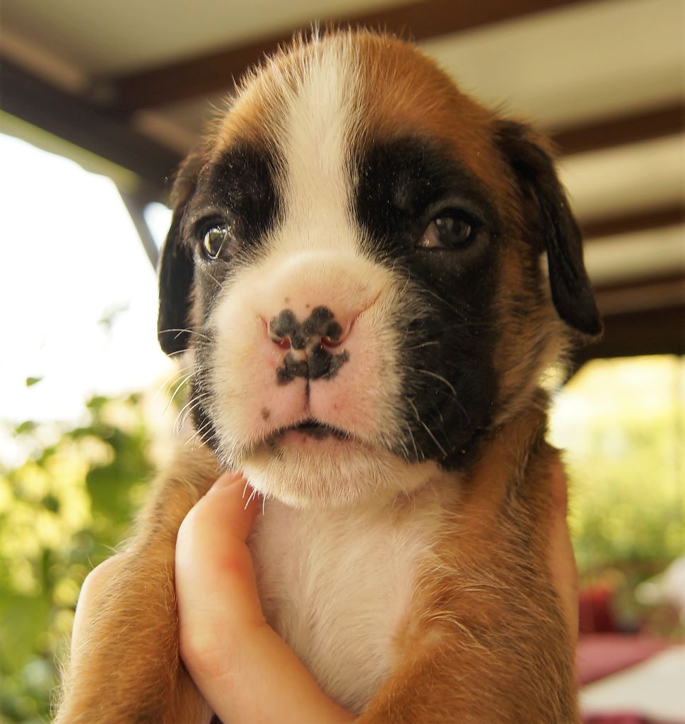 Du Jardin Des Canailloux - Boxer - Portée née le 23/01/2018